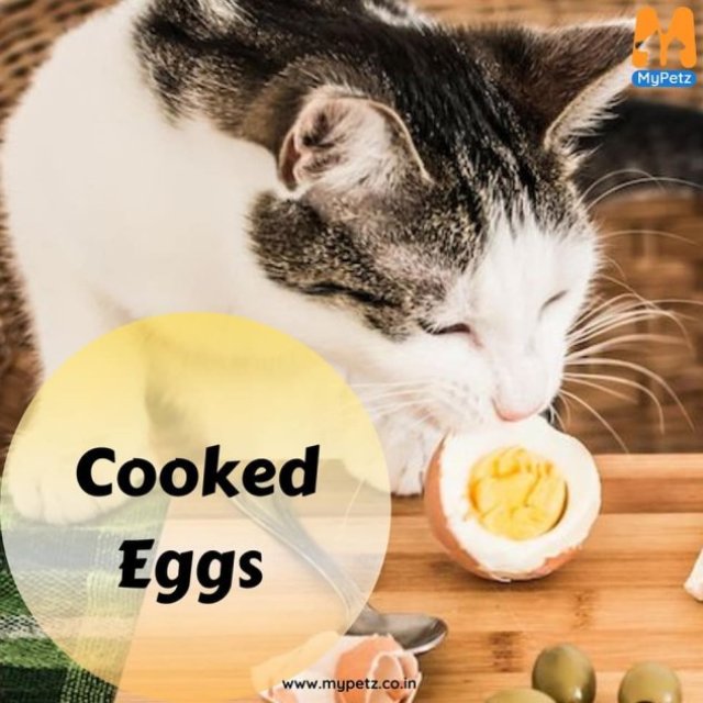 Buy Cat Food Online at lowest Price in India