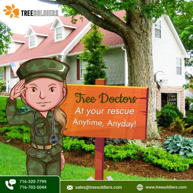 Tree Soldiers Services