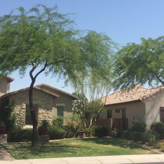 Arizona Tree Trimming And Removal Scottsdale
