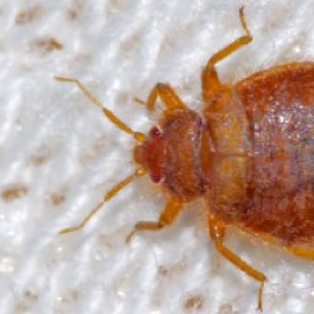 711 Bed Bugs Control Adelaide
