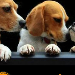 PetClubIndia Online Pet Shop