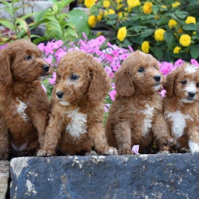 Breezy Hollow Puppies