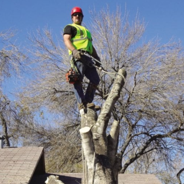Charles Tree Services
