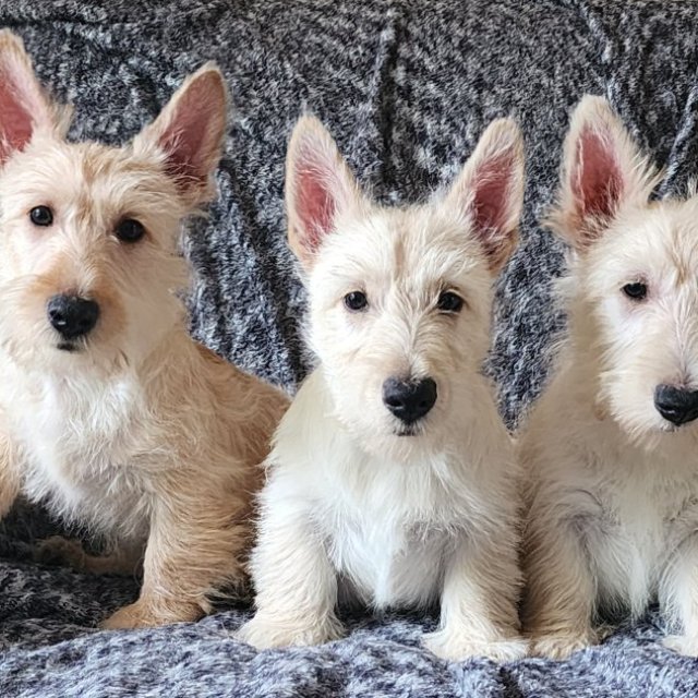 Schultes -Scottish Terrier Puppies For Sale