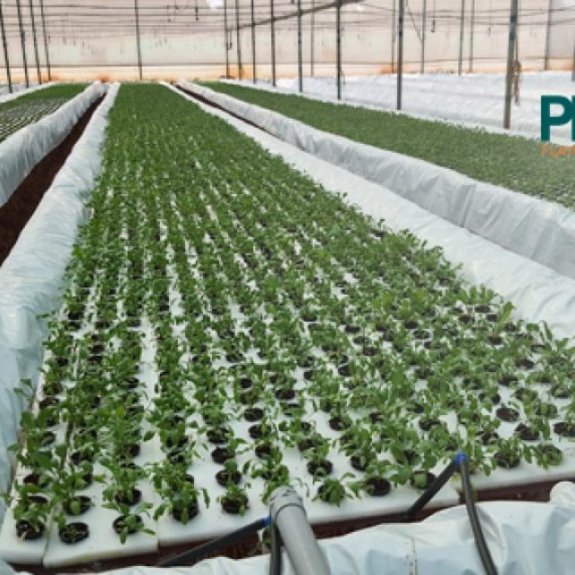Leading Manufacturer of HYDROPONICS FILMS in India - Green Pro Ventures