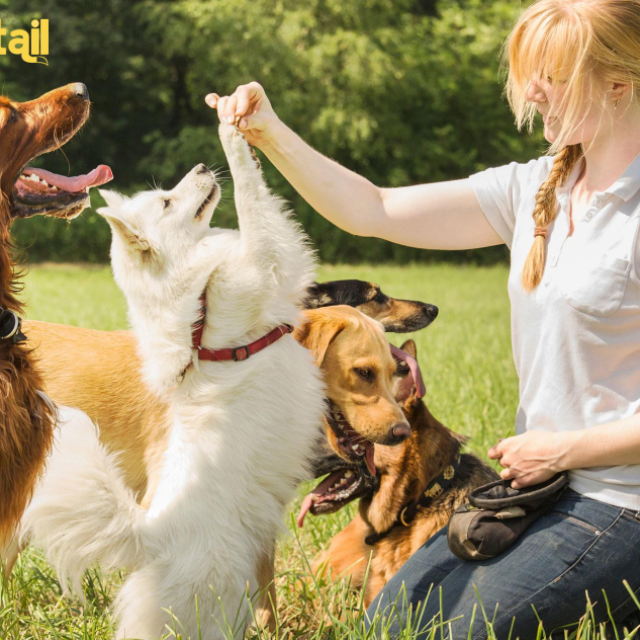 Perfectail: Your One-Stop Destination for All Things Pet