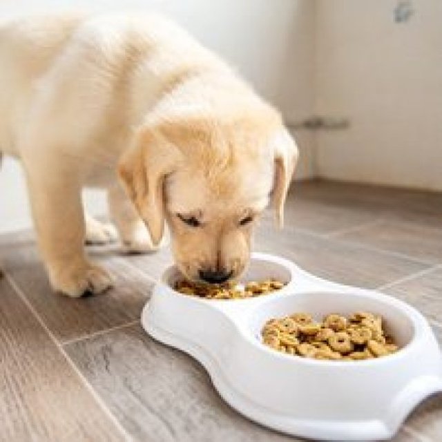 Dog Food | Maple Pets International Pvt Ltd