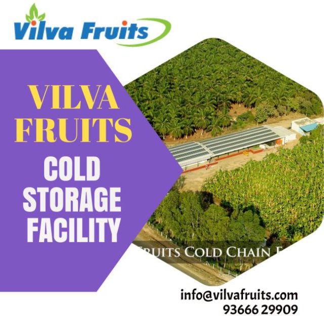 Vilva fruits