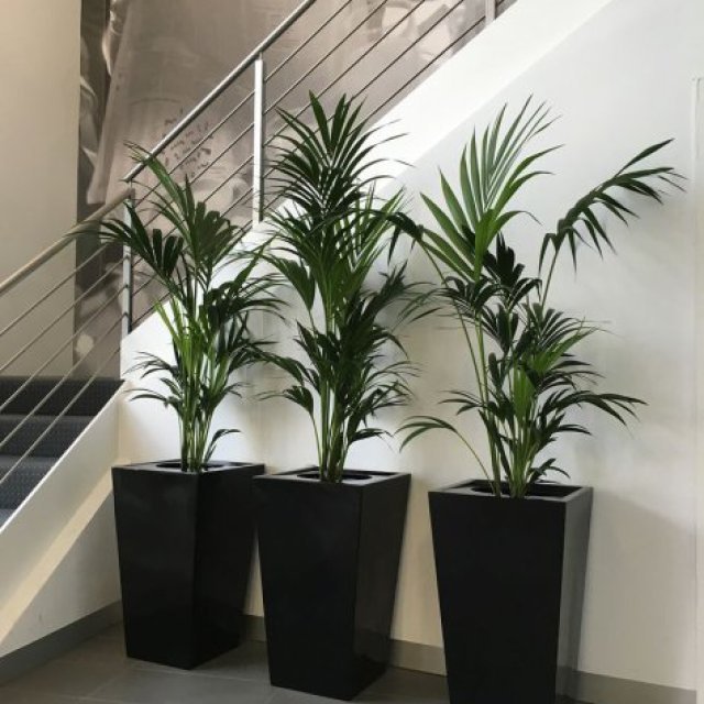 Luwasa Indoor Plant Hire