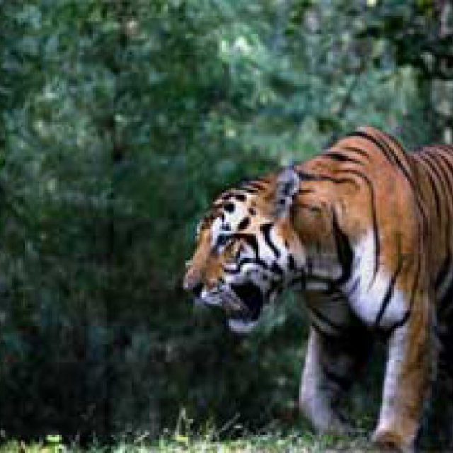 Bandhavgarh Tiger Reserve Booking