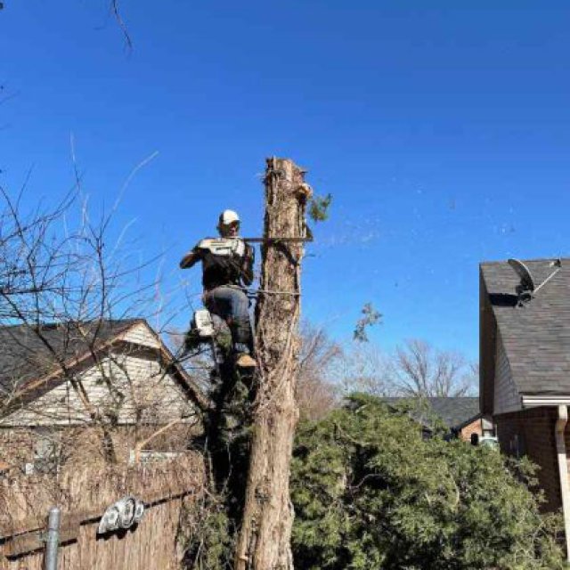 Holmantreeservice - Licensed & Insured Tree Removal Experts