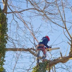 Coventry Tree Removal