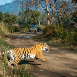 Corbett Online | Corbett Big Cats Safari