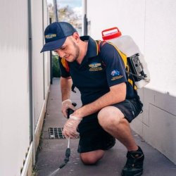 Cockroach Control - Knockdown Pest Control