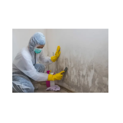 Mould Experts Brisbane - Removal | Restoration | Testing