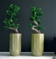 Green Design - Indoor Plant Hire
