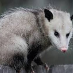 Possum Removal Brisbane