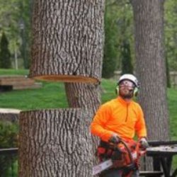 Tree Services Sydney - Charles Tree Services