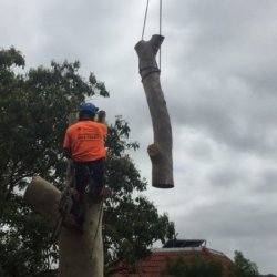 Sam's Tree Services North Shore