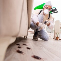 Singapore Bed bug Control Services