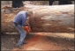 Tree Removal Brisbane North