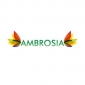 Ambrosia Nuts
