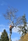 Tall Timber Tree Services South Surrey