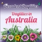 Decadent Daylilies