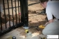 Local Pro Automatic Gate Repairs Euless