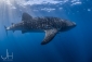 Whale Shark Tours - Ningaloo Whaleshark-N-Dive
