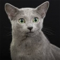 Russian blue cattery